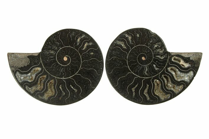 Cut & Polished Ammonite Fossil - Unusual Black Color #296279